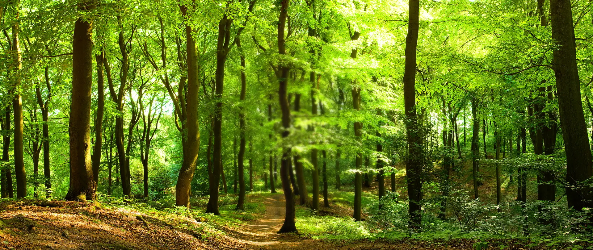 Wald im Sommer mit Naturpfad in der Mitte